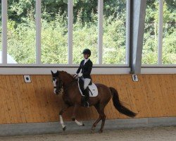 dressage horse Vive being B (German Riding Pony, 2012, from Vivaldi)