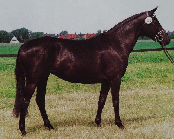 broodmare Klassik Rock (Trakehner, 1989, from Rockefeller)