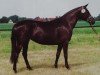 broodmare Klassik Rock (Trakehner, 1989, from Rockefeller)