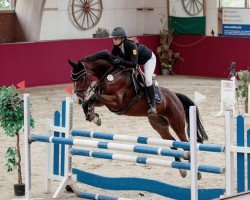 jumper Cara Chacoona (Oldenburg show jumper, 2018, from Chacoon Blue)