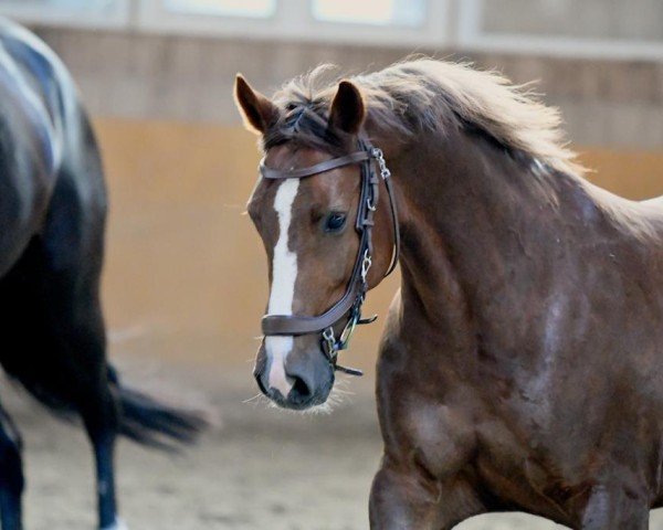 Pferd Starpower Thirza (Deutsches Reitpony, 2013, von Carnuet)