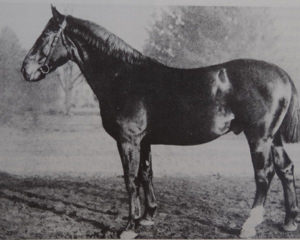 stallion November 1262 (Hanoverian, 1920, from Nodom)