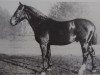 stallion November 1262 (Hanoverian, 1920, from Nodom)