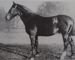 stallion November 1262 (Hanoverian, 1920, from Nodom)