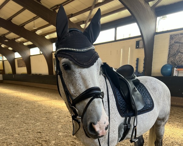 Springpferd Bonzai de Toxandria (Zangersheide Reitpferd, 2014, von Balou du Rouet)