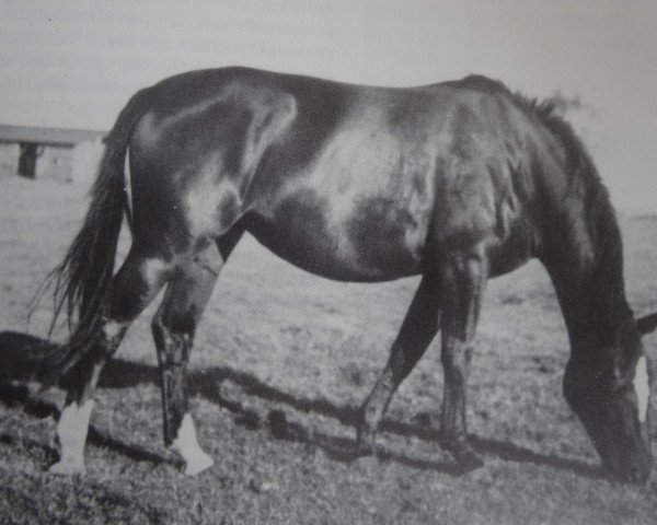 broodmare Asta (Hanoverian, 1933, from Alsdann)