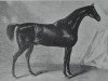 stallion Morisco xx (Thoroughbred, 1818, from Muley xx)