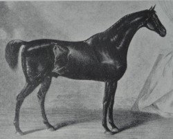 stallion Morisco xx (Thoroughbred, 1818, from Muley xx)