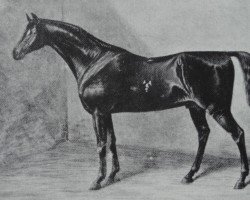 stallion Young Muley xx (Thoroughbred, 1828, from Muley xx)