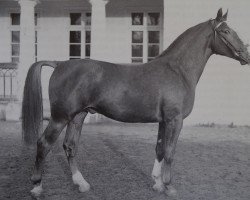 stallion Genius (Mecklenburg, 1958, from Gruss)