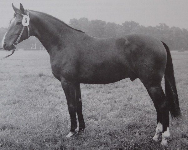 Deckhengst Tibet (Mecklenburger, 1970, von Tannenhaeher xx)