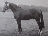 stallion Tibet (Mecklenburg, 1970, from Tannenhaeher xx)