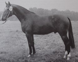 Deckhengst Tibet (Mecklenburger, 1970, von Tannenhaeher xx)