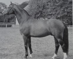 stallion Duros 3471 (Brandenburg, 1985, from Duralin III 2739)