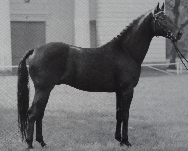 stallion Melder 3465 (Mecklenburg, 1984, from Modus xx)