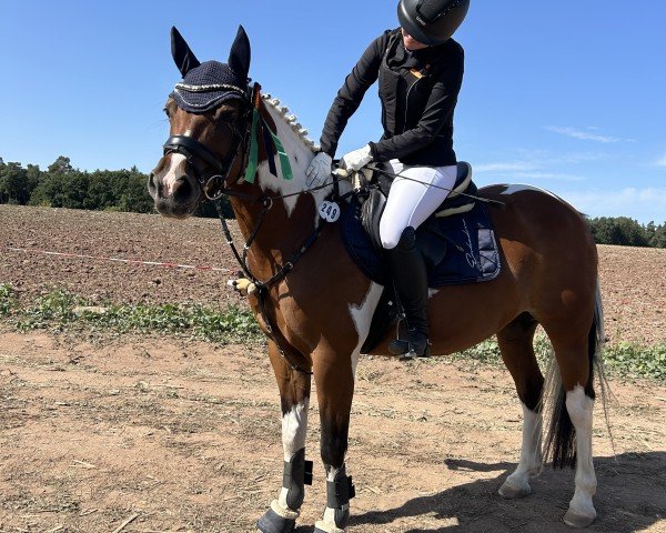 jumper Koja (Pinto / Small Riding Horse, 2010)