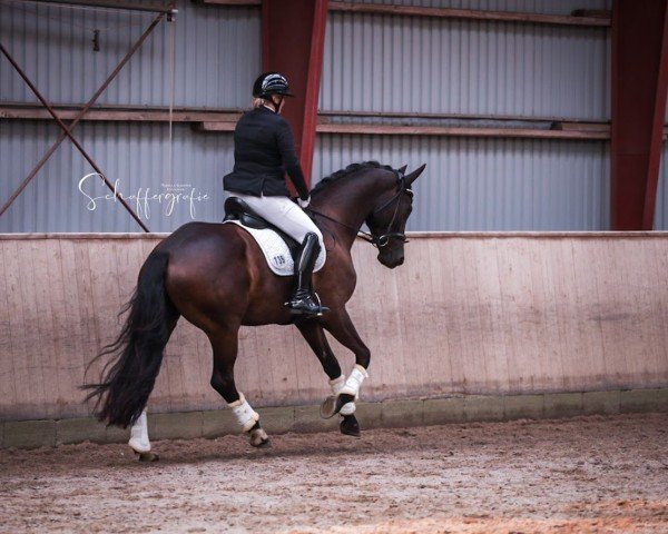 Dressurpferd Cin-Cin Simona (Trakehner, 2019, von Schwarzgold)