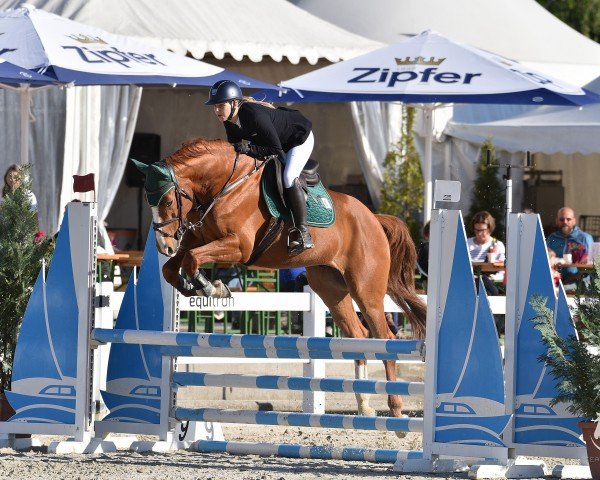 jumper Orion Luzicky (Czech Warmblood, 2018)