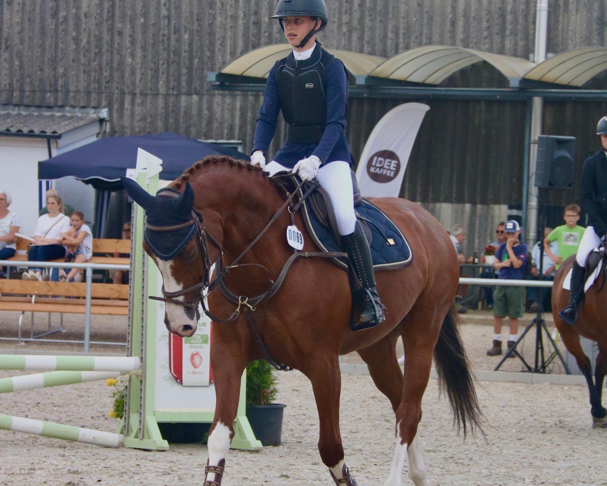 jumper Caramella H (Hanoverian, 2013, from Comte)