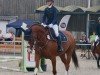 jumper Caramella H (Hanoverian, 2013, from Comte)