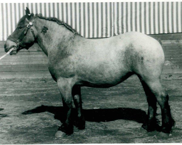 broodmare Taube von Geddenhof (Rhenish-German Cold-Blood, 1948, from Gamin du Onze RS (S) 362)