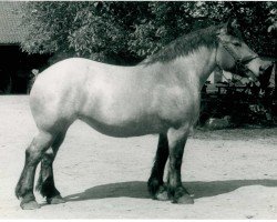 horse Uledia von Hoenmannshof (Rhenish-German Cold-Blood, 1949, from Gamin du Onze RS (S) 362)