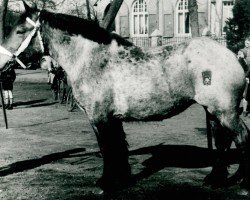 horse Ulla von Selsterhof (Rhenish-German Cold-Blood, 1949, from Gamin du Onze RS (S) 362)