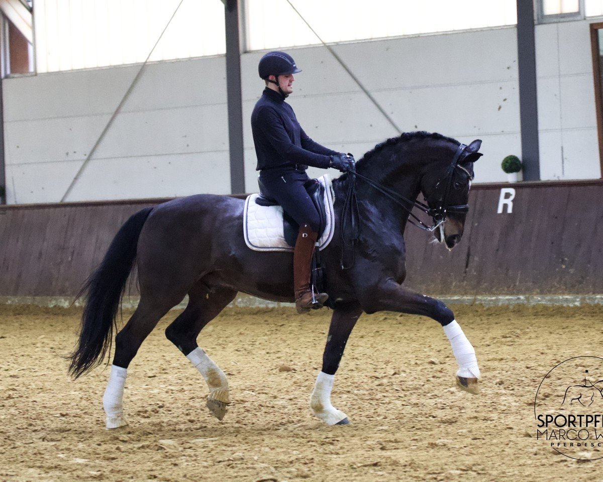 dressage horse Raver 2 (Oldenburg, 2011, from Rosengold)