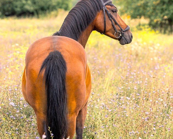 dressage horse JJ Chewbacca (German Riding Pony, 2019, from Cosmopolitan NRW)