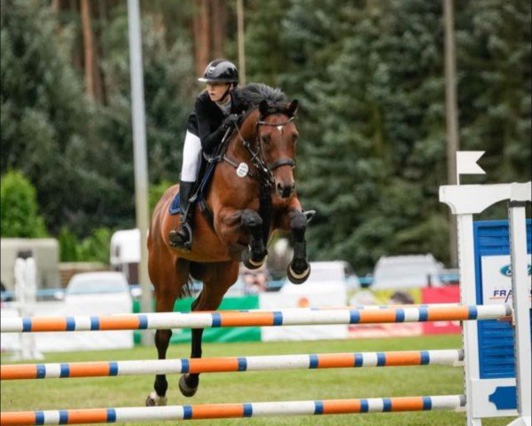 Springpferd Kuba 49 (Polnisches Warmblut, 2018)