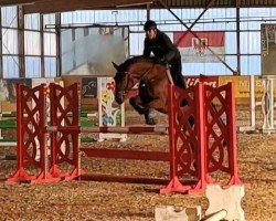 jumper Karl 97 (German Sport Horse, 2017, from Kasanova de La Pomme)