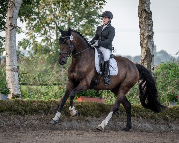 dressage horse Dumbledore 89 (Oldenburg, 2015, from De Niro)