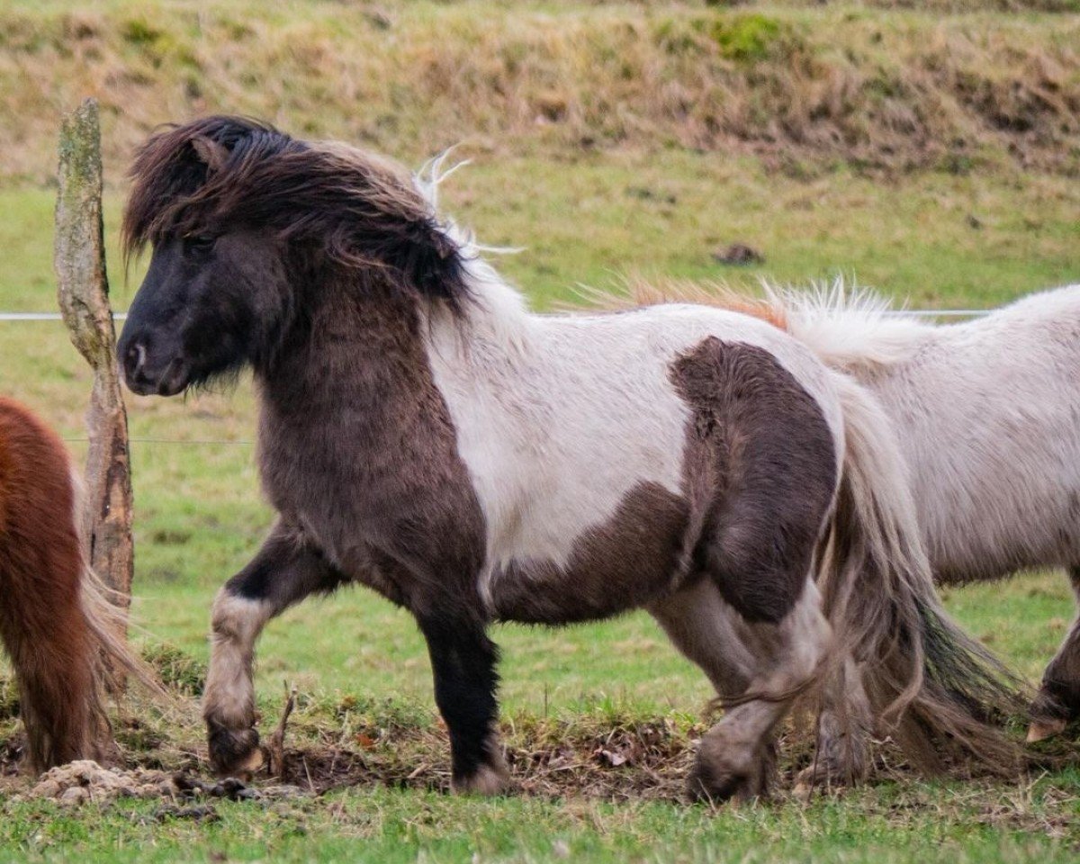 eventing horse Inglourious Basterd vom Vreithof (Dt.Part-bred Shetland pony, 2021, from Iggy Pop von der Harkrufe)