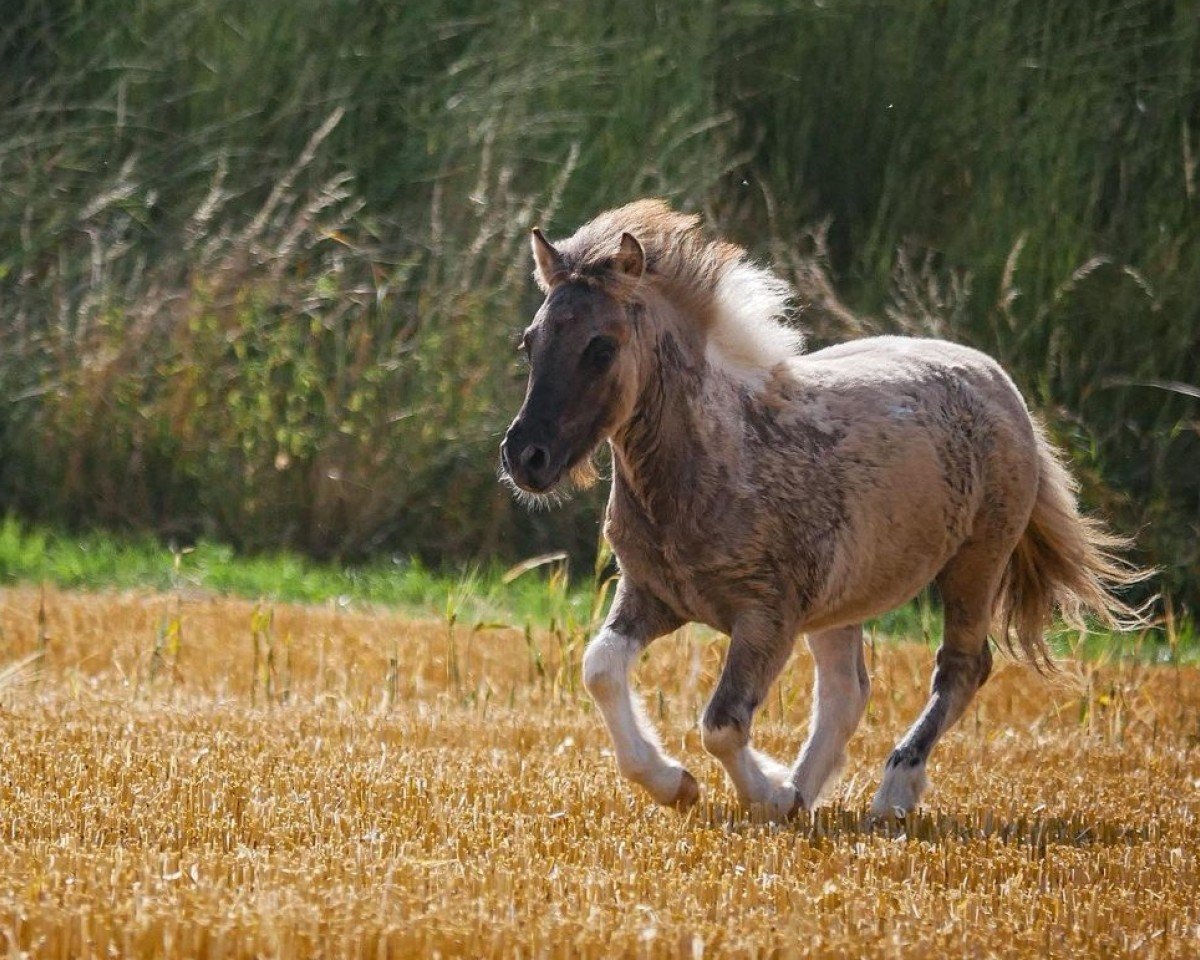 eventing horse I'm a Rocketman vom Vreithof (Dt.Part-bred Shetland pony, 2023, from Iggy Pop von der Harkrufe)