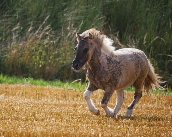 eventing horse I'm a Rocketman vom Vreithof (Dt.Part-bred Shetland pony, 2023, from Iggy Pop von der Harkrufe)