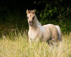 Fohlen von Ivory vom Vreithof (Dt.Part-bred Shetland Pony, 2024, von Iggy Pop von der Harkrufe)