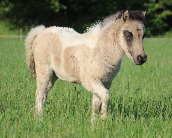 Fohlen von Pauleen vom Vreithof (Dt.Part-bred Shetland Pony, 2024, von Iggy Pop von der Harkrufe)