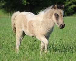 Fohlen von Pauleen vom Vreithof (Dt.Part-bred Shetland Pony, 2024, von Iggy Pop von der Harkrufe)