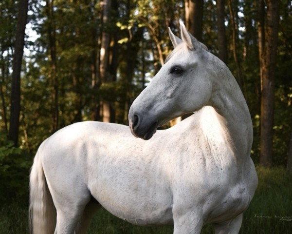 horse Amigo (German Sport Horse, 2005, from Amicello)