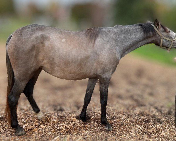 Pferd Pre (Pura Raza Espanola (PRE), 2022)