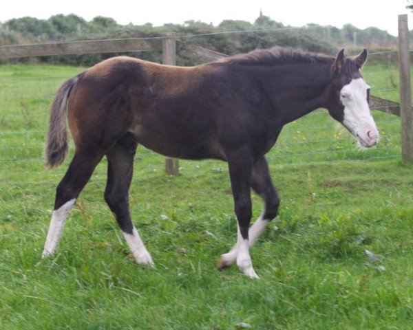 Pferd GI Big Bright Sun (Quarter Horse, 2024)