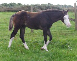 Pferd GI Big Bright Sun (Quarter Horse, 2024)