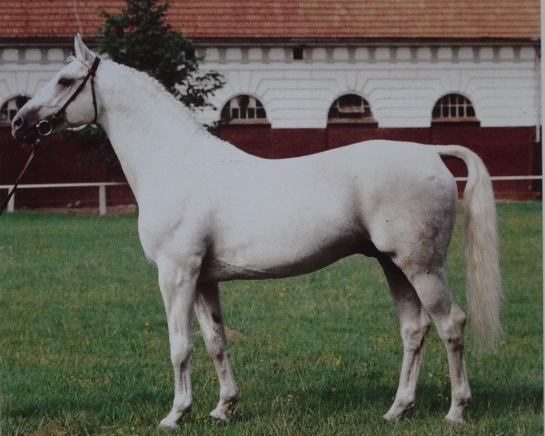 stallion Adriano 3397 (Brandenburg, 1976, from Adept 2602)