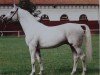 stallion Adriano 3397 (Brandenburg, 1976, from Adept 2602)