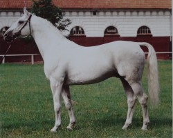 stallion Adriano 3397 (Brandenburg, 1976, from Adept 2602)