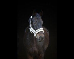 dressage horse Cadillac 63 (Westfale, 2012, from Captain Jack 44)