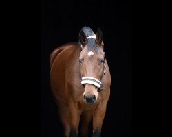 dressage horse Carismo 29 (German Sport Horse, 2017, from Champagner)