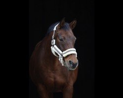 dressage horse Caipirinha 54 (Oldenburg, 2004)