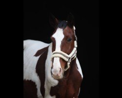 dressage horse Cytrus (unknown, 2007)