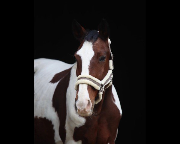 dressage horse Romeo (Holsteiner, 2003)